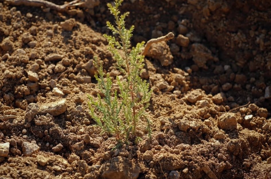 Akhisar’da yanan alanlar yeniden yeşeriyor: 2 milyon 325 bin fidan toprakla buluşacak
