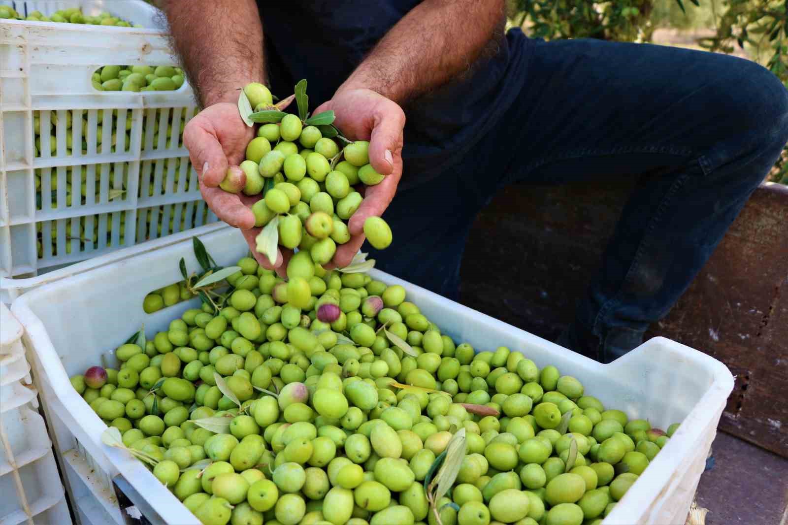 Akhisar’da zeytin için tarihi buluşma
