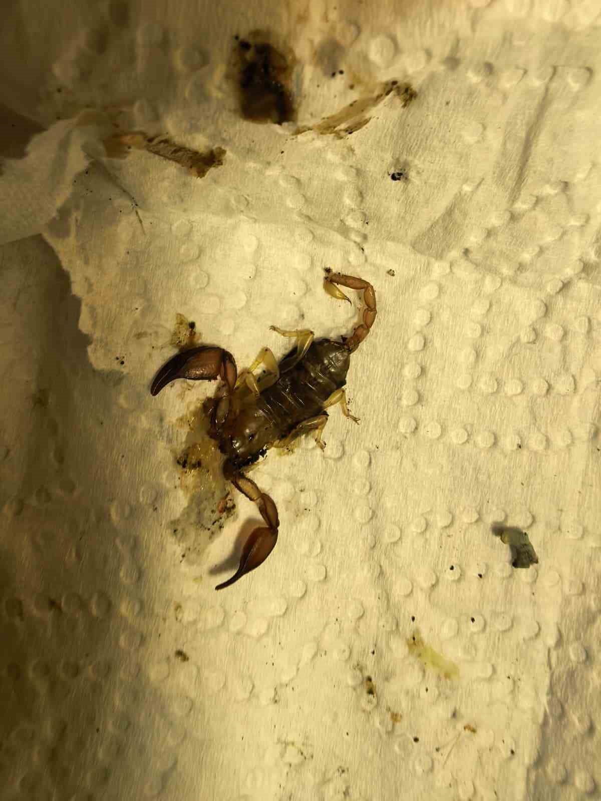 Akrep sokan kadın hastanelik oldu
