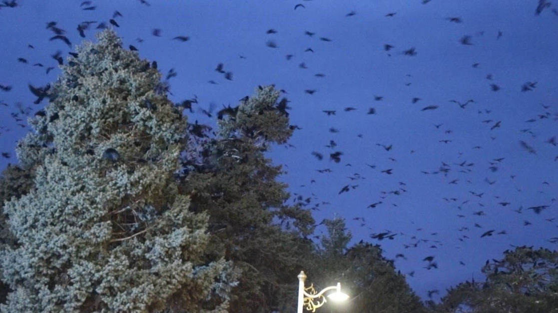 Akşam saatlerinde dikkat! Erzincan’da kargalar sokakları sardı
