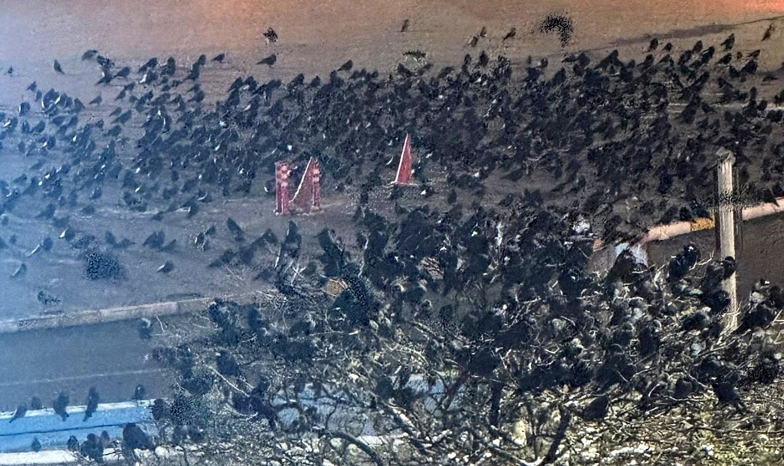 Akşam saatlerinde dikkat! Erzincan’da kargalar sokakları sardı
