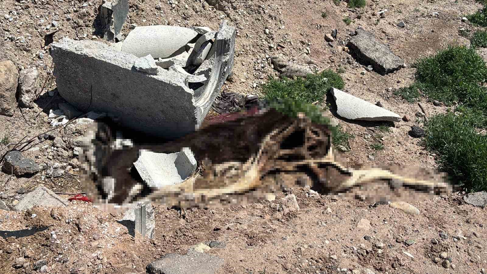 Aksaray’da ölen hayvanlarını araziye atanlara 390 bin lira ceza
