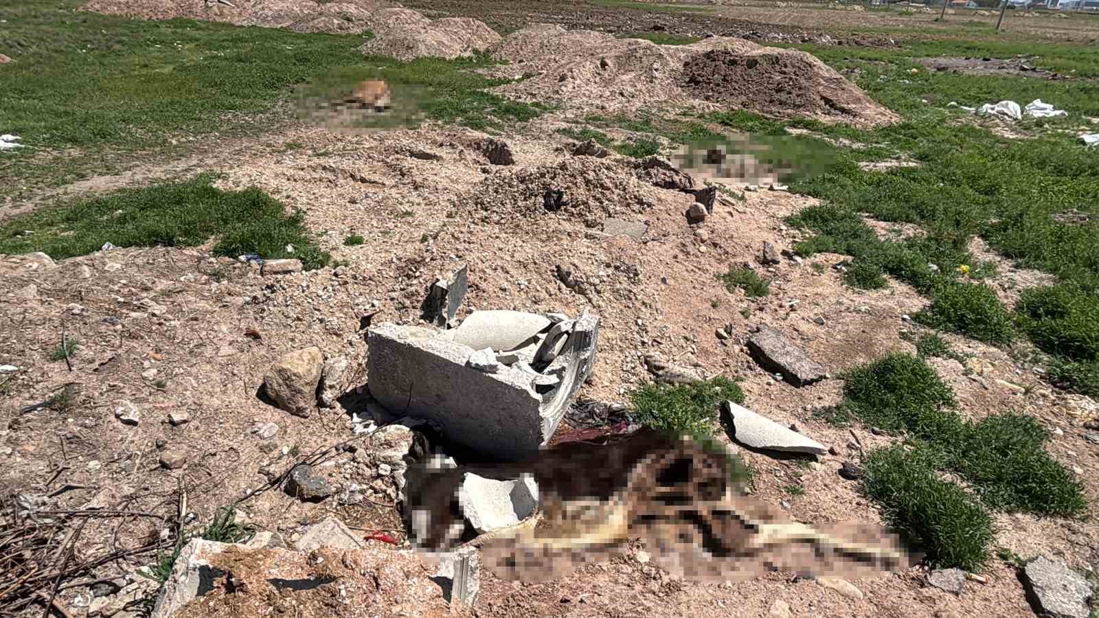 Aksaray’da ölen hayvanlarını araziye atanlara 390 bin lira ceza
