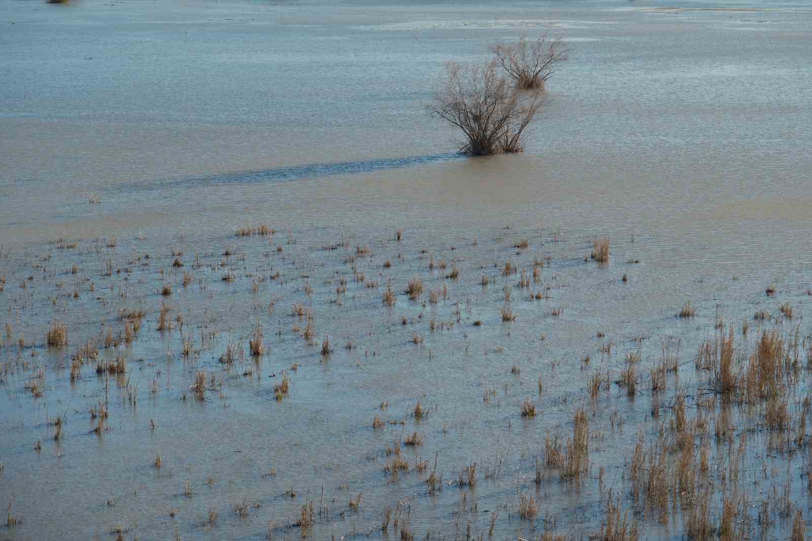 Akşehir Gölü’nde yıllardır görülmeyen oldu
