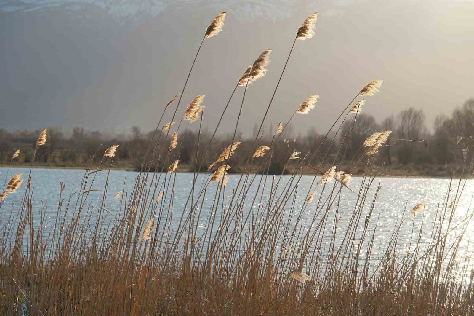 Akşehir Gölü’nde yıllardır görülmeyen oldu

