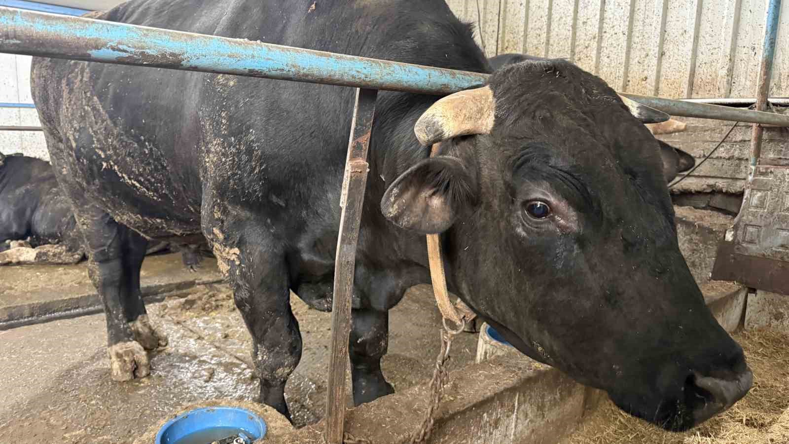 Aksiliklerinden kantara çıkamıyorlar: 4 yaşındaki dev tosunları gören bir daha bakıyor
