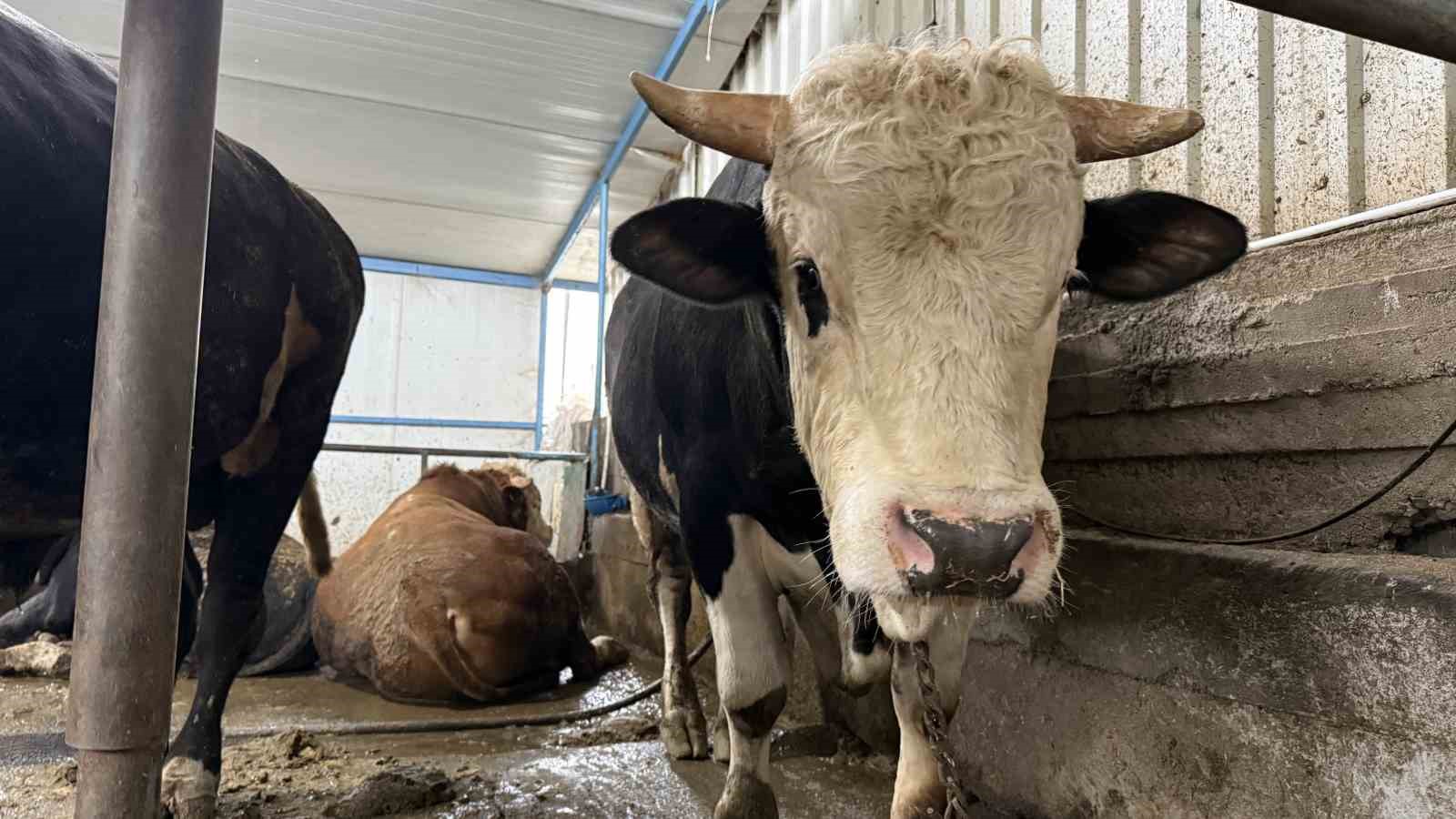 Aksiliklerinden kantara çıkamıyorlar: 4 yaşındaki dev tosunları gören bir daha bakıyor
