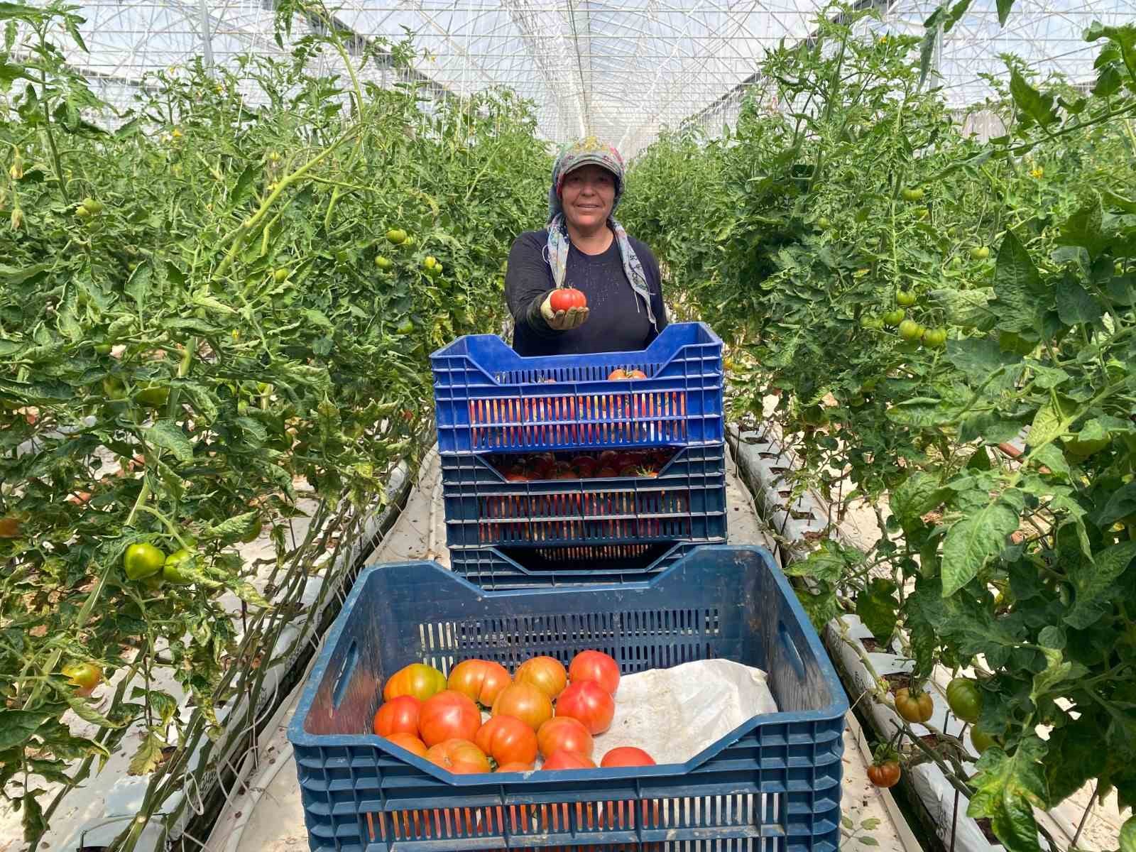 Aksu’da örtü altı tarımda yıllık yaklaşık 370 bin tonluk rekoltenin tamamı kadın çiftçilerin emeğiyle üretiliyor
