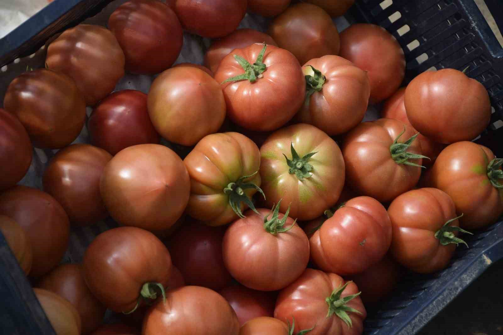 Aksu’da örtü altı tarımda yıllık yaklaşık 370 bin tonluk rekoltenin tamamı kadın çiftçilerin emeğiyle üretiliyor
