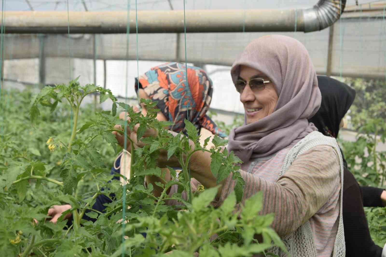 Aksu’da örtü altı tarımda yıllık yaklaşık 370 bin tonluk rekoltenin tamamı kadın çiftçilerin emeğiyle üretiliyor
