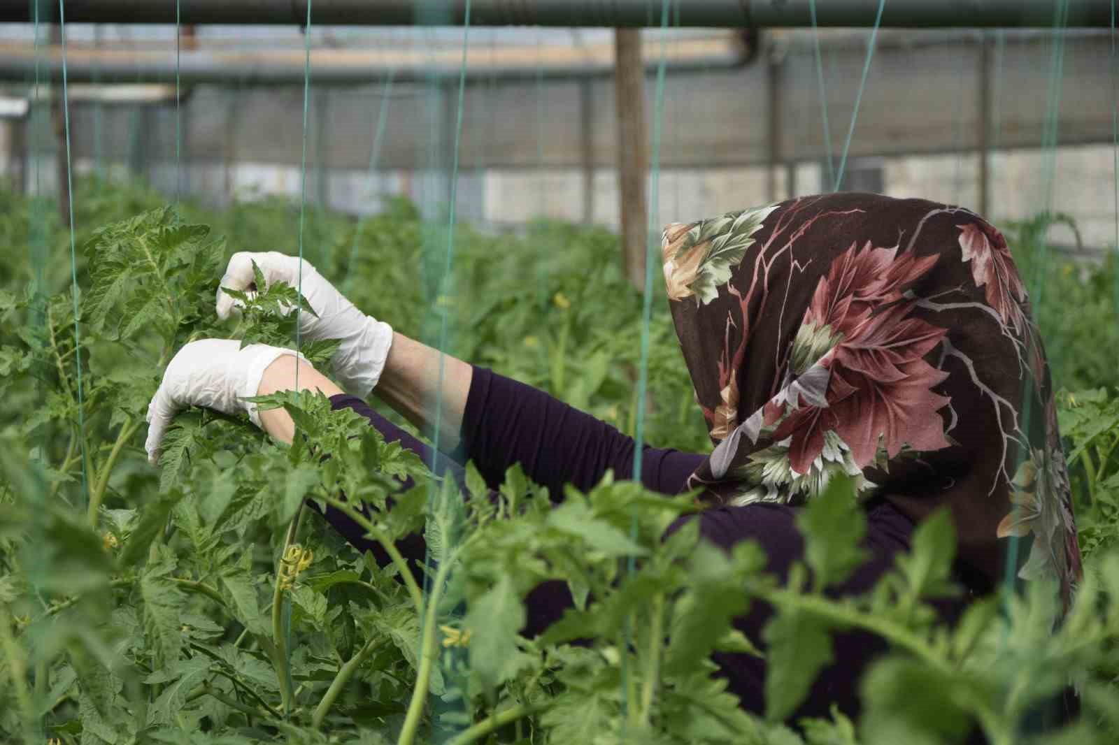 Aksu’da örtü altı tarımda yıllık yaklaşık 370 bin tonluk rekoltenin tamamı kadın çiftçilerin emeğiyle üretiliyor
