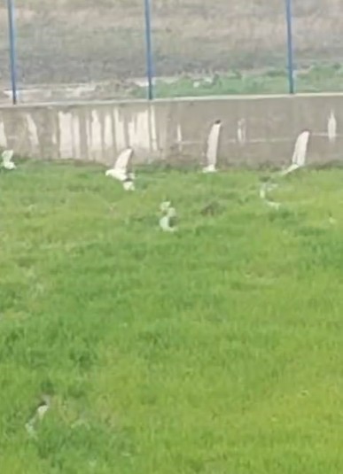 Akü fabrikasından aktığı iddia edilen su, çiftçinin tarlalarını kullanılmaz hale getirdi
