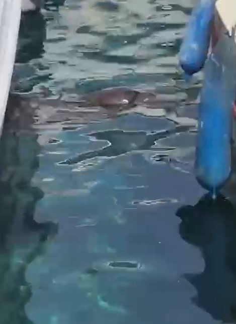 Akyarlar’da yavru Akdeniz foku ilgi odağı oldu
