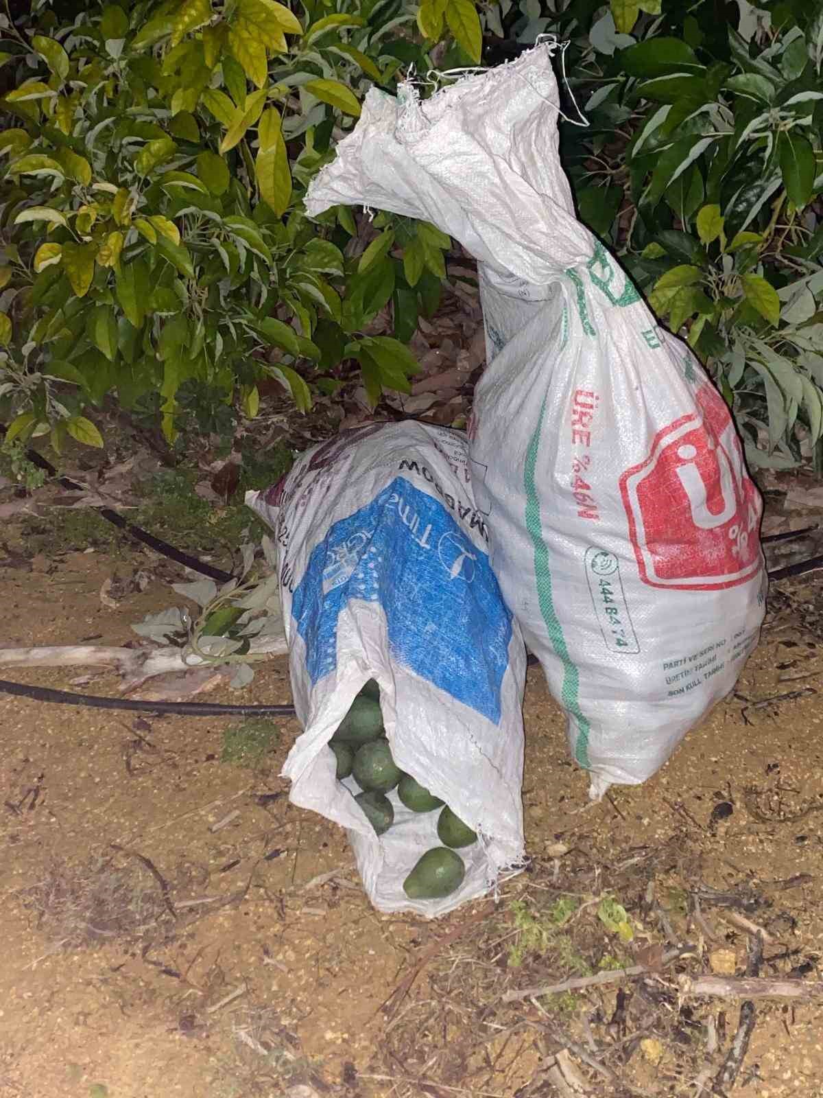 Alanya’da çaldıkları avokadoyu bırakıp kaçan şüphelilere adli kontrol kararı
