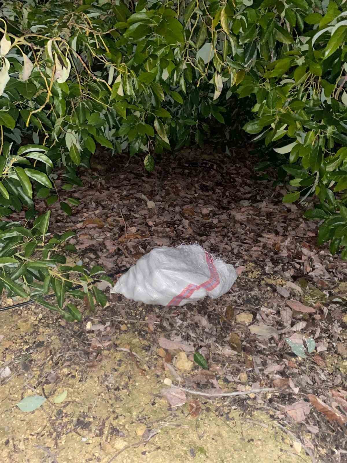 Alanya’da çaldıkları avokadoyu bırakıp kaçan şüphelilere adli kontrol kararı

