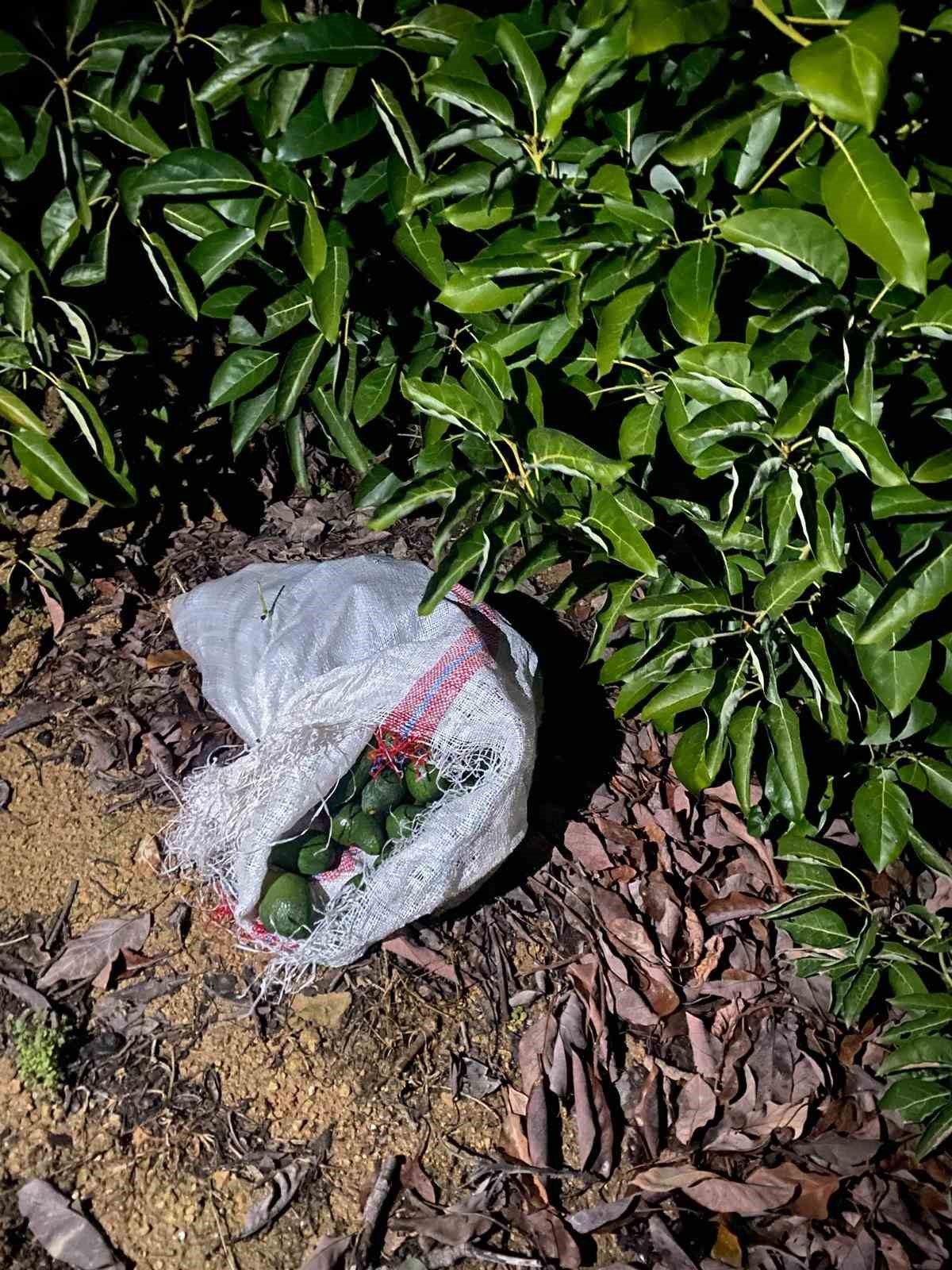 Alanya’da çaldıkları avokadoyu bırakıp kaçan şüphelilere adli kontrol kararı
