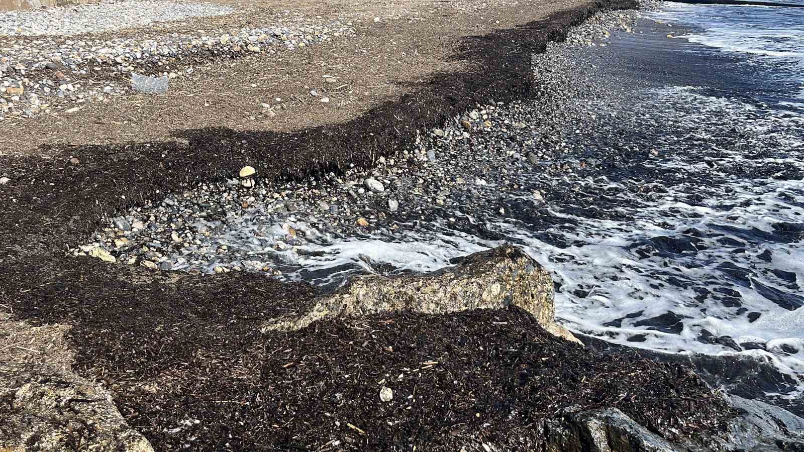 Alanya’da sahildeki siyah tabaka önce  tedirgin etti, gerçek sonradan ortaya çıktı
