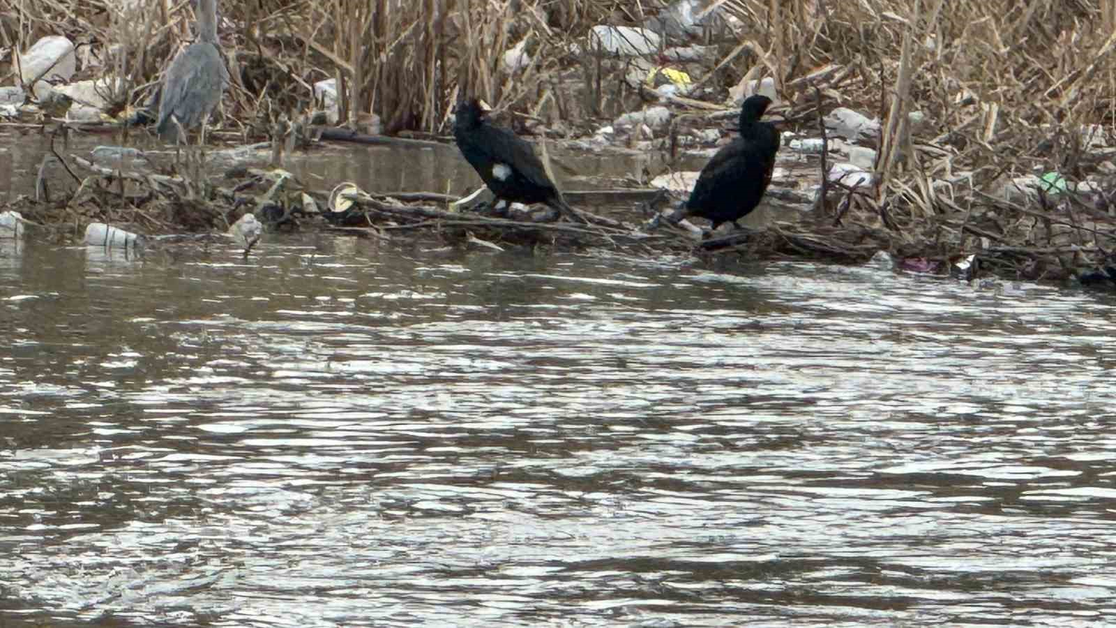 Alaplı Çayı yüzlerce kuş türüne köprü oluyor
