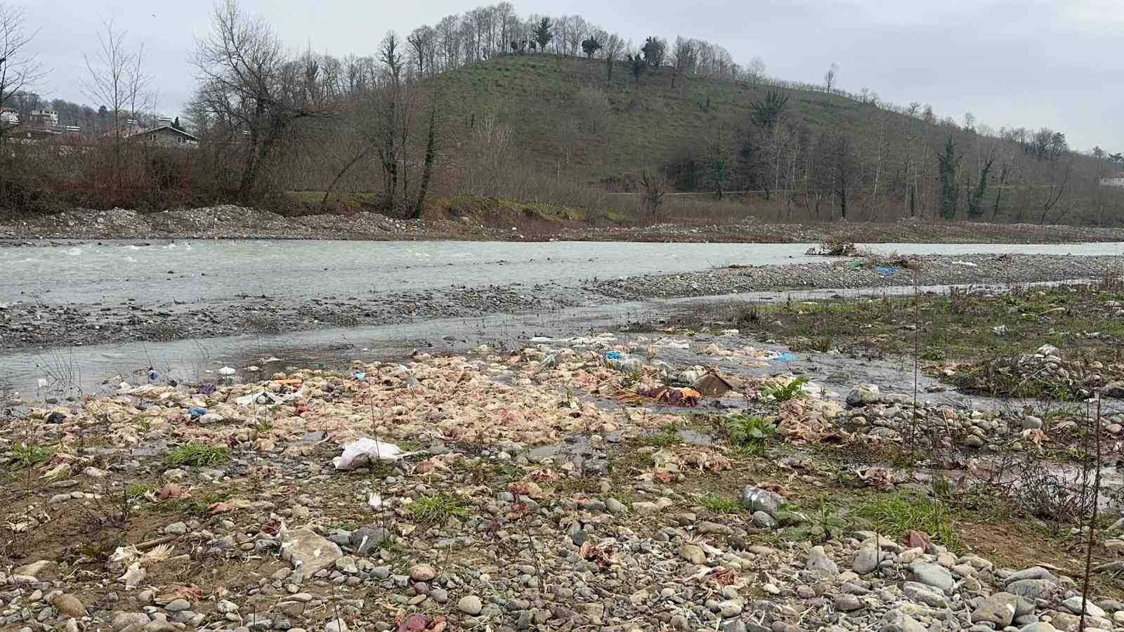Alaplı’da çay yatağında onlarca tavuk ölüsü bulundu
