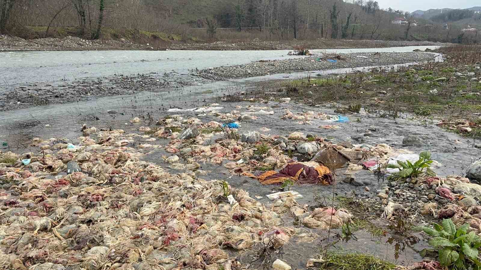 Alaplı’da çay yatağında onlarca tavuk ölüsü bulundu
