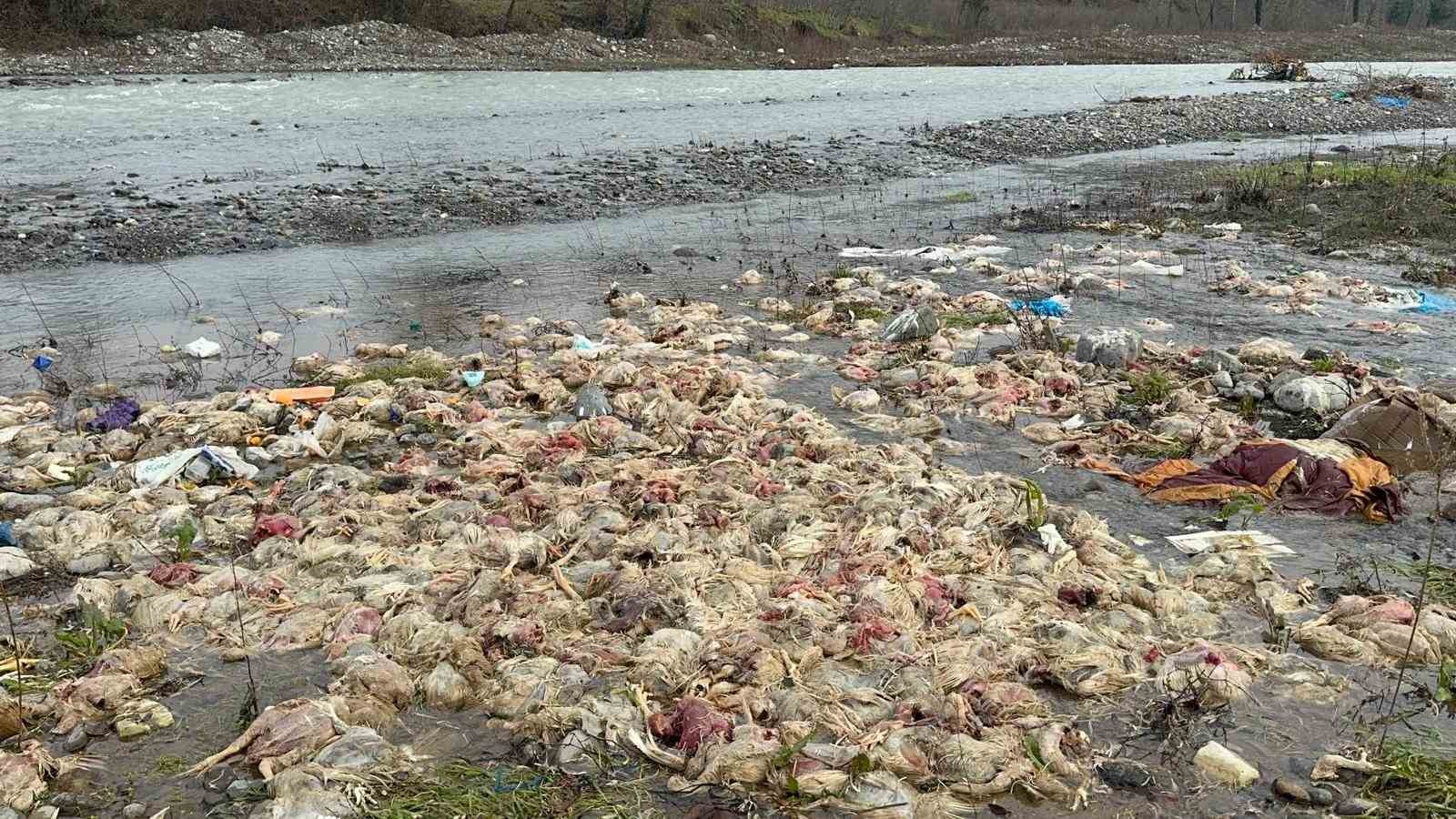 Alaplı’da çay yatağında onlarca tavuk ölüsü bulundu
