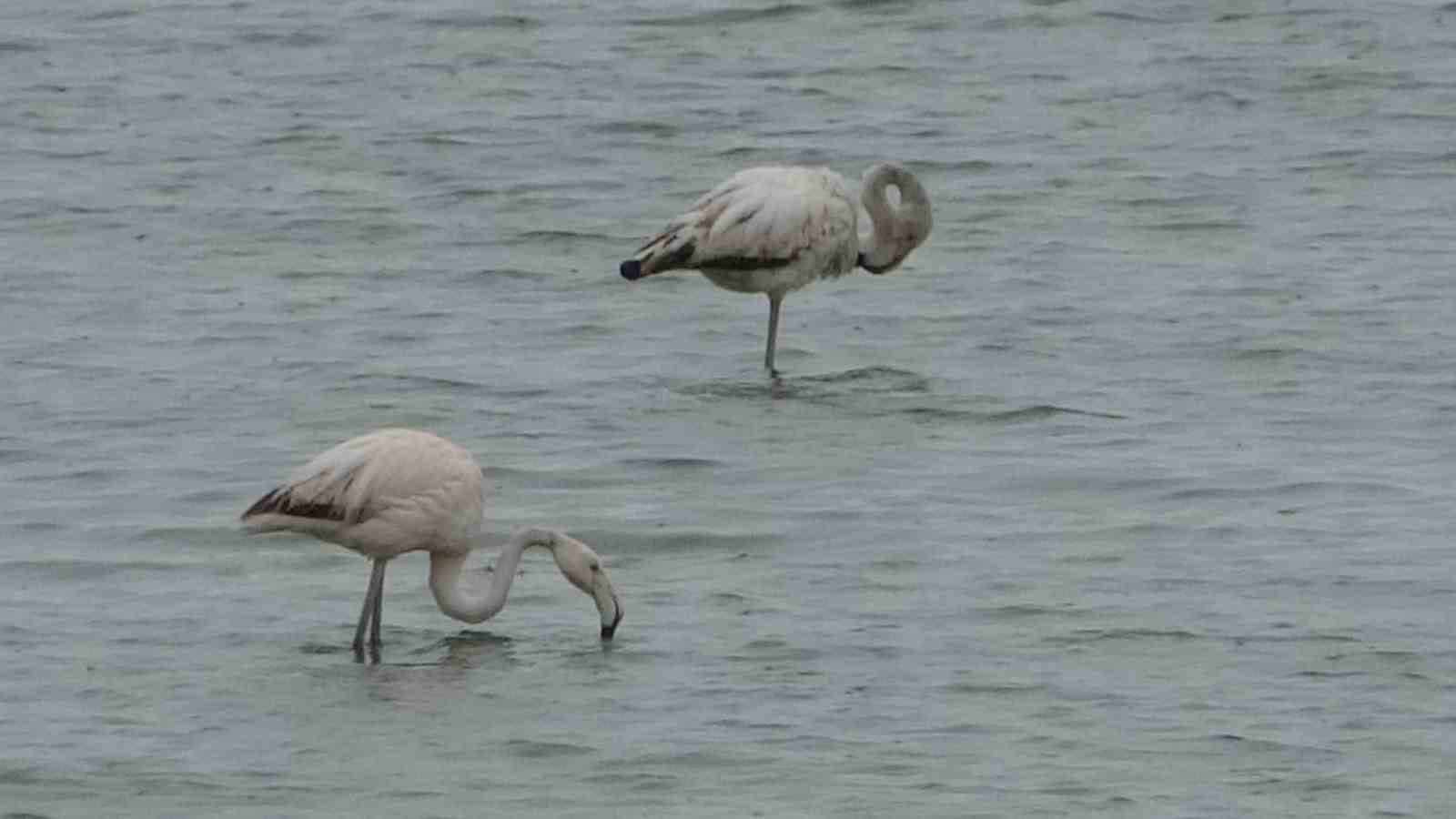 Allı turnalar bu yıl Van’a erken geldi
