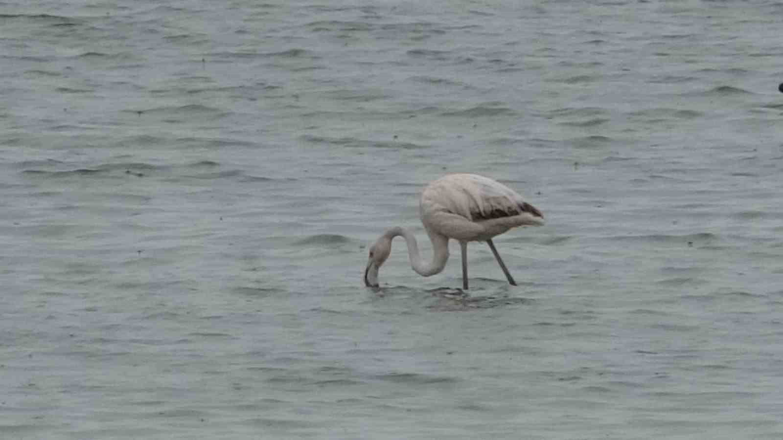 Allı turnalar bu yıl Van’a erken geldi
