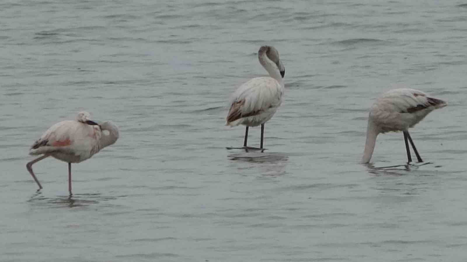 Allı turnalar bu yıl Van’a erken geldi
