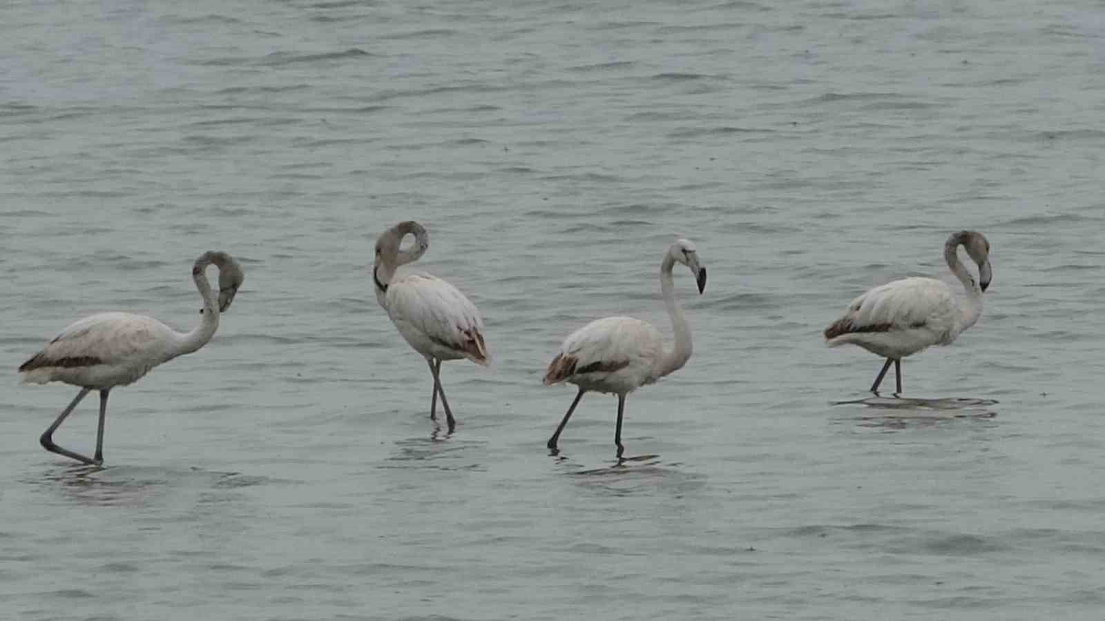 Allı turnalar bu yıl Van’a erken geldi
