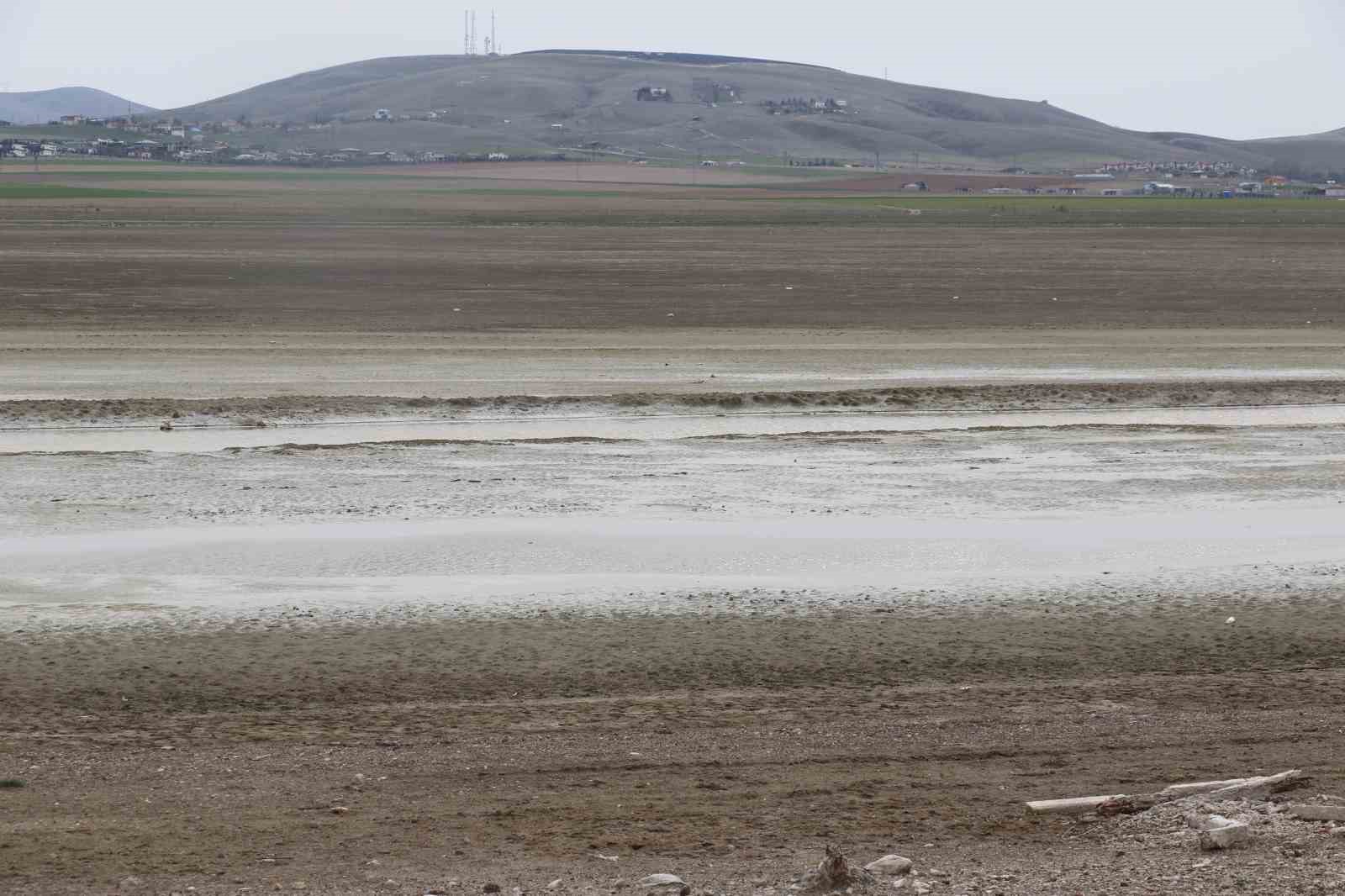 Allı turnaların yuvası yok oluyor
