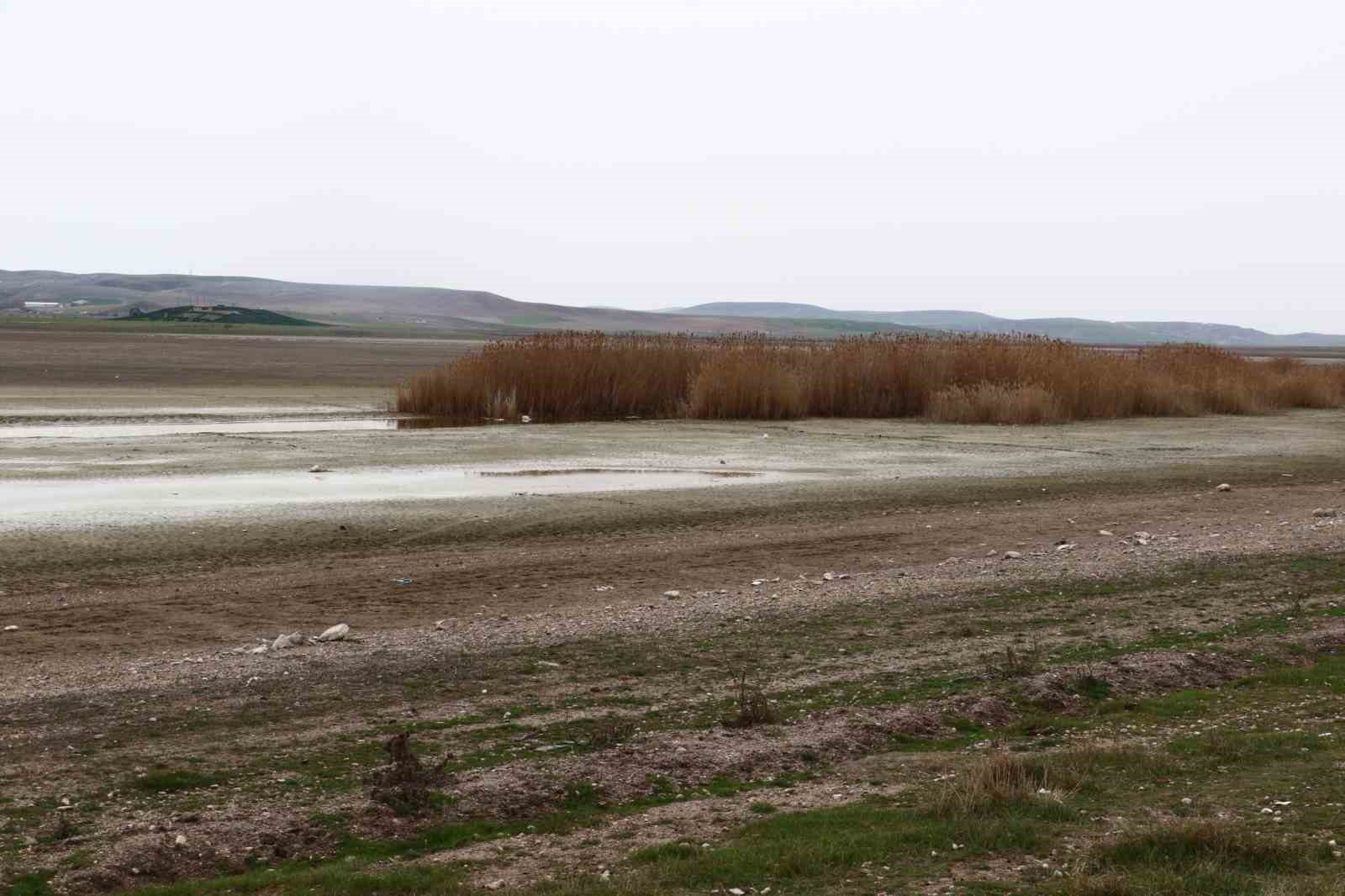 Allı turnaların yuvası yok oluyor
