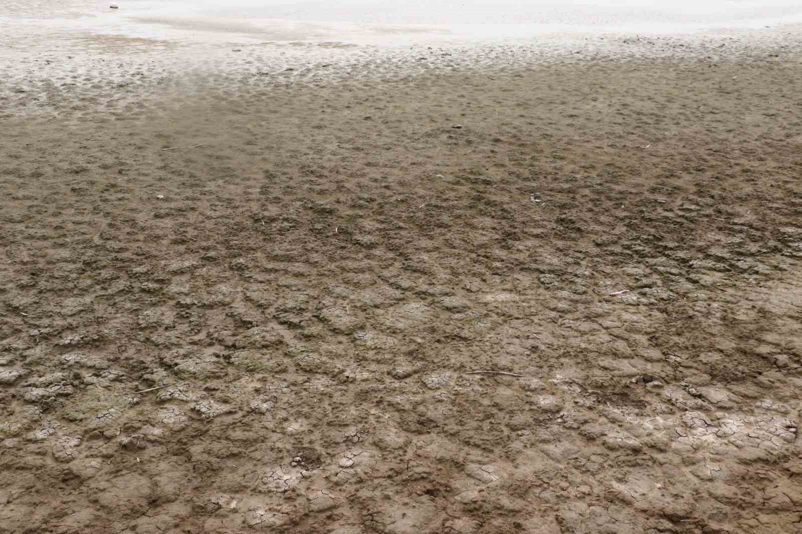 Allı turnaların yuvası yok oluyor
