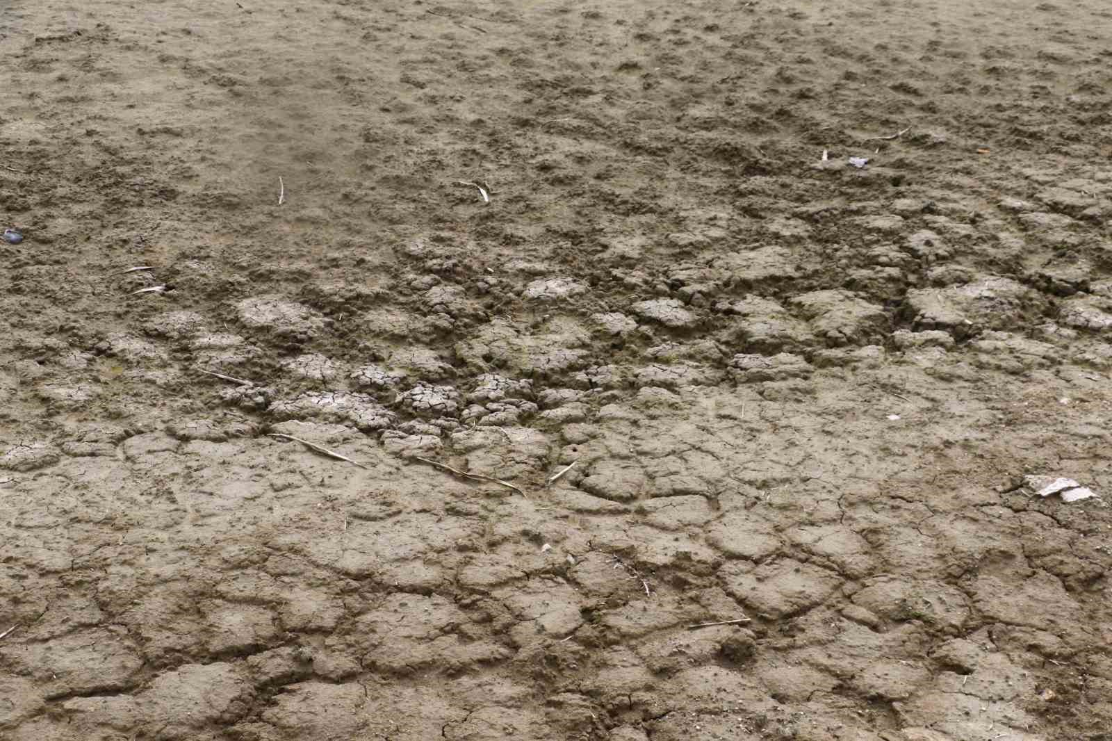 Allı turnaların yuvası yok oluyor
