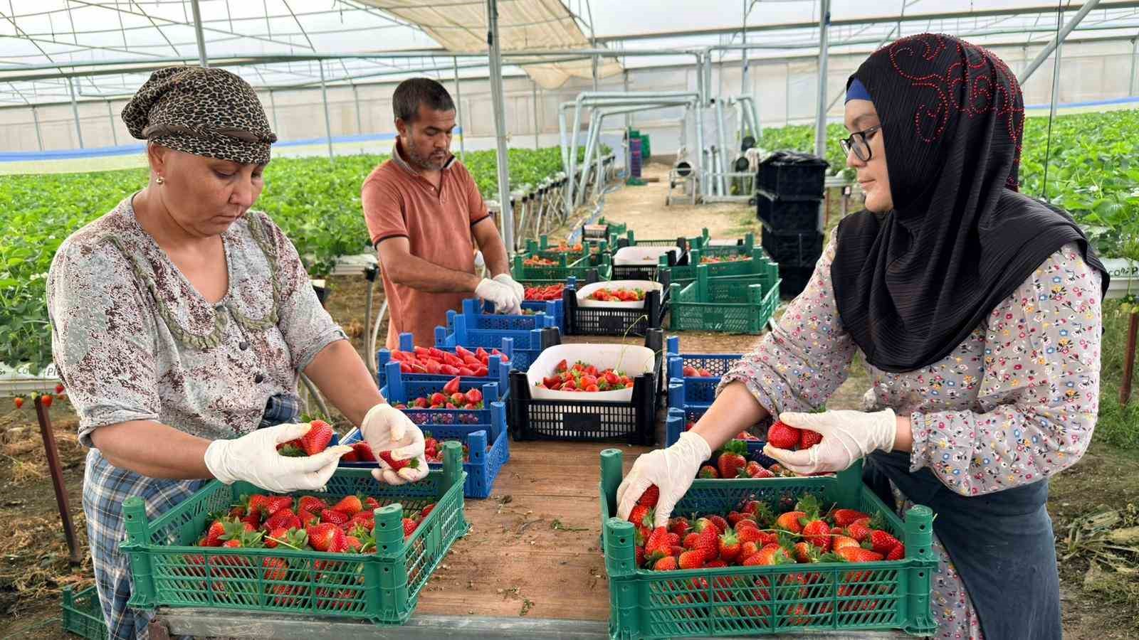 Almanya’da eğitim aldı, Türkiye’de "topraksız" başarıyı yakaladı: Hedef 100 ton çilek
