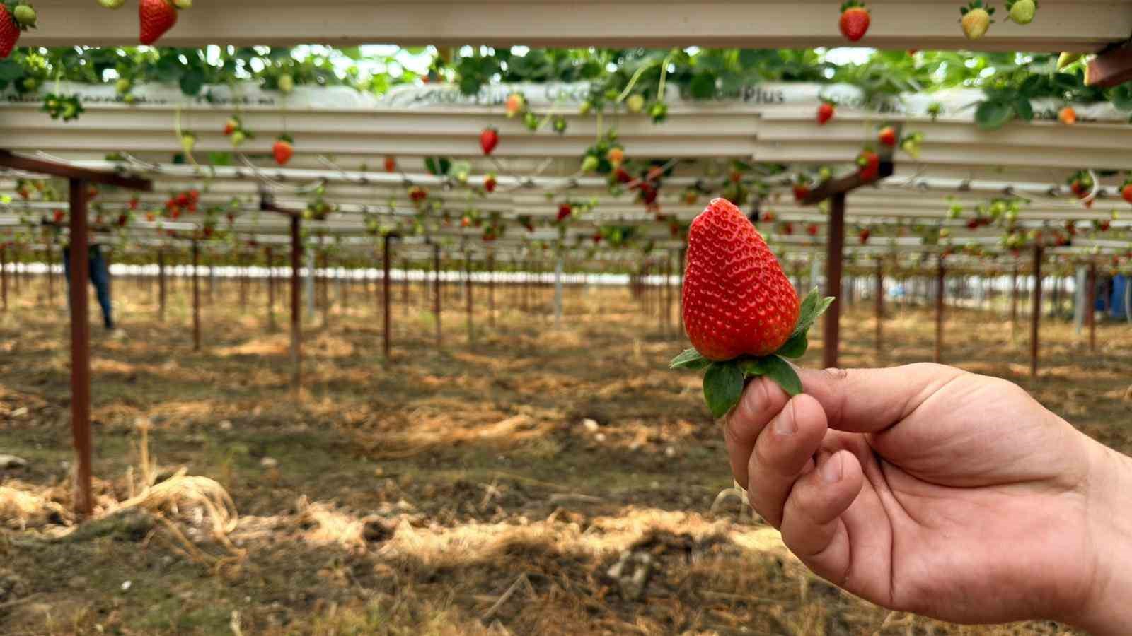 Almanya’da eğitim aldı, Türkiye’de "topraksız" başarıyı yakaladı: Hedef 100 ton çilek
