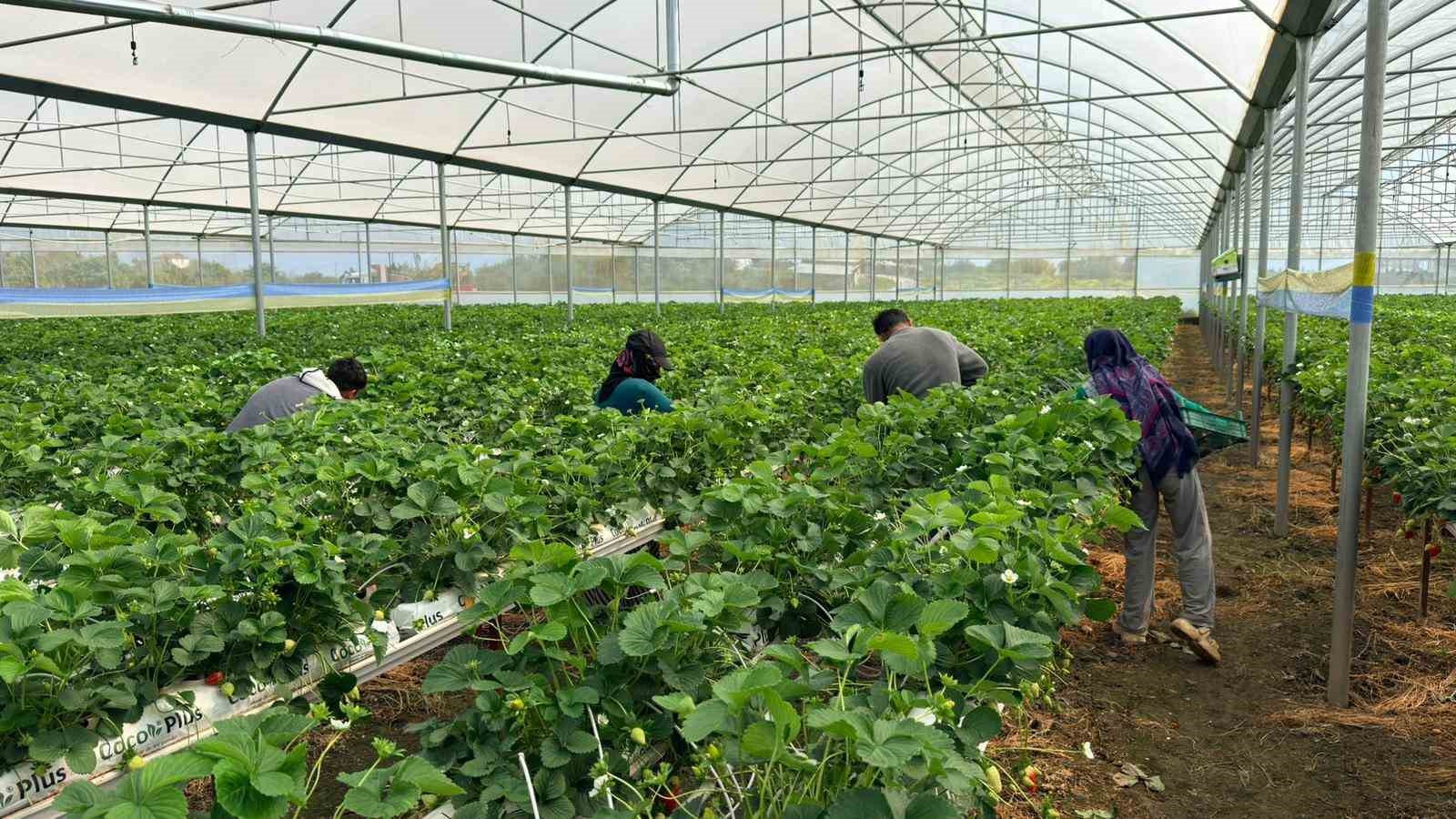 Almanya’da eğitim aldı, Türkiye’de "topraksız" başarıyı yakaladı: Hedef 100 ton çilek
