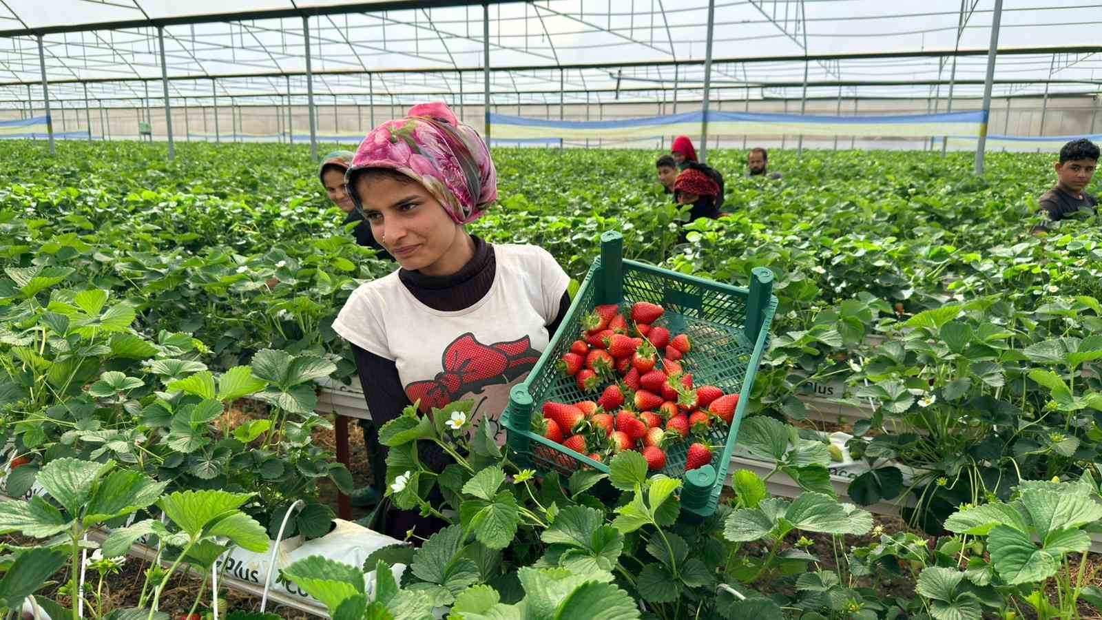 Almanya’da eğitim aldı, Türkiye’de "topraksız" başarıyı yakaladı: Hedef 100 ton çilek
