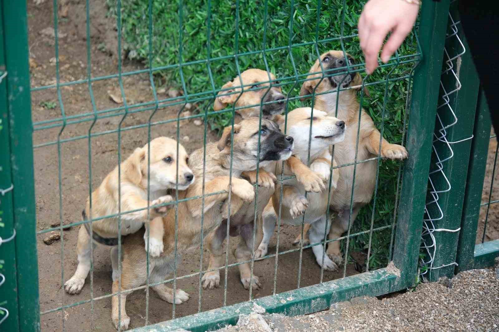 Altıeylül’de can dostlara büyük destek
