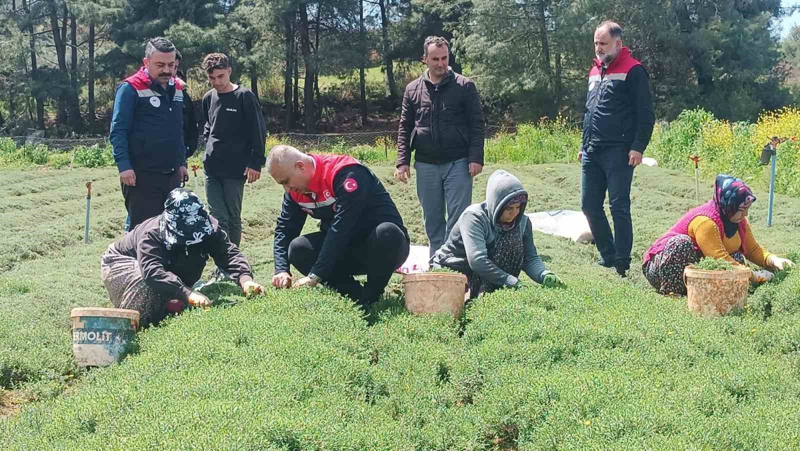 Altınözü’nde zahter hasadı başladı
