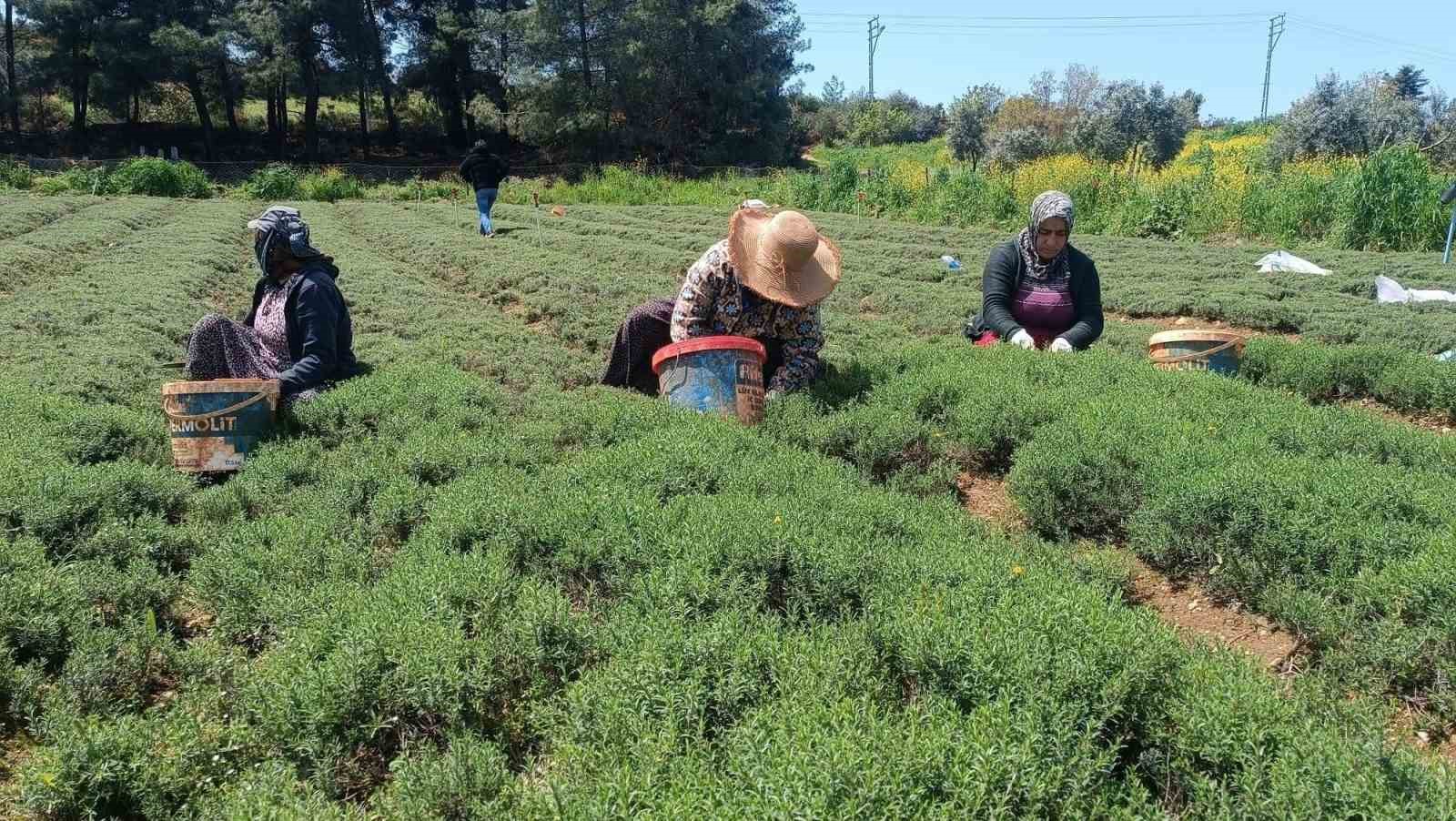 Altınözü’nde zahter hasadı başladı
