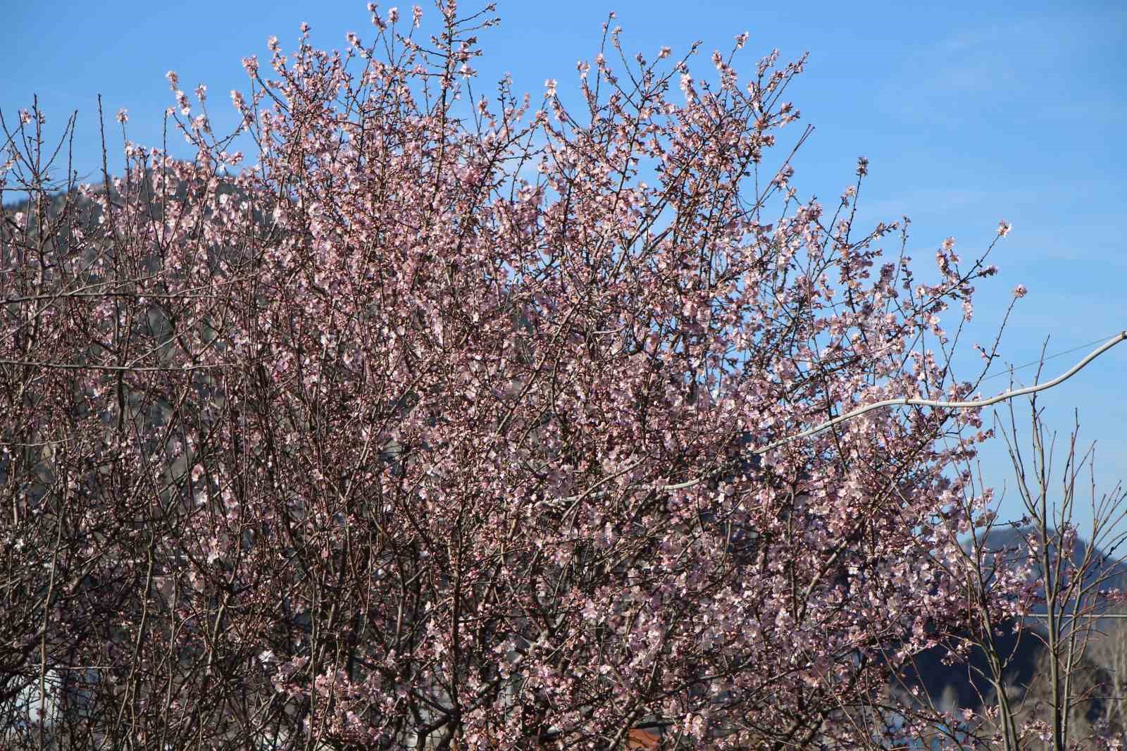Amasya’da badem ağaçları çiçek açtı
