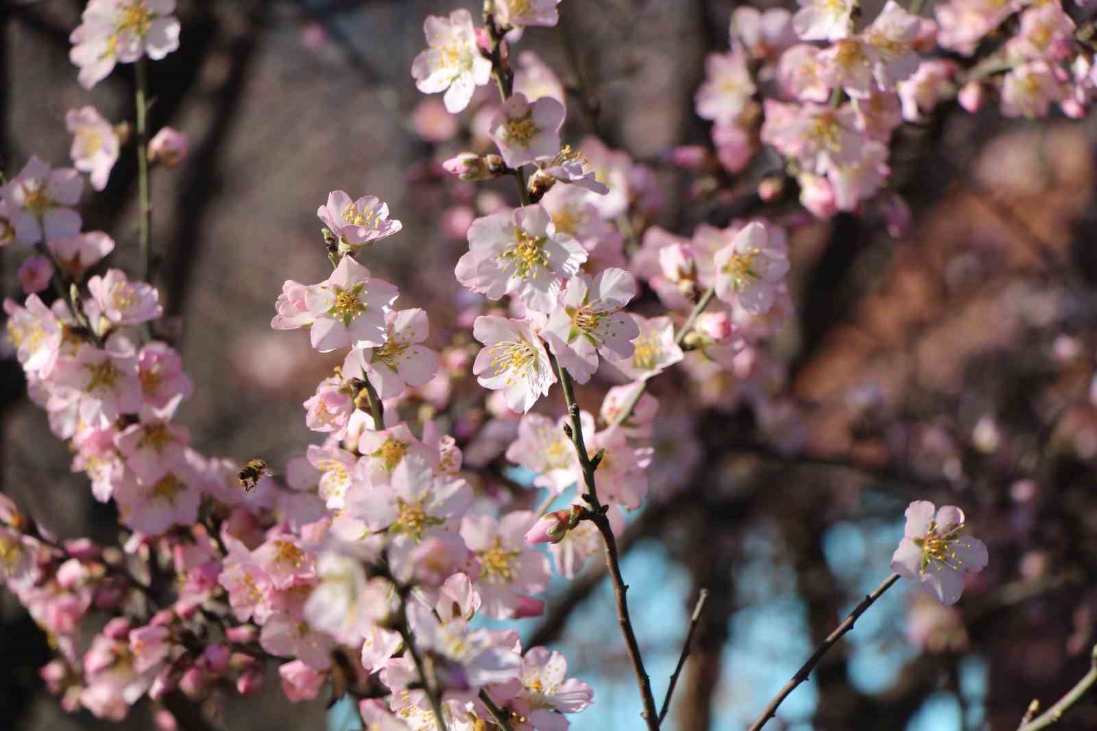 Amasya’da badem ağaçları çiçek açtı
