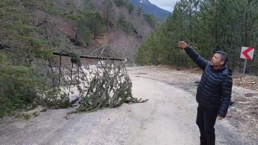 Amasya’da ormanlık alanda heyelan: Ağaçlar devrildi
