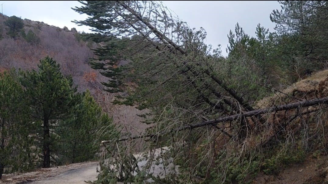 Amasya’da ormanlık alanda heyelan: Ağaçlar devrildi
