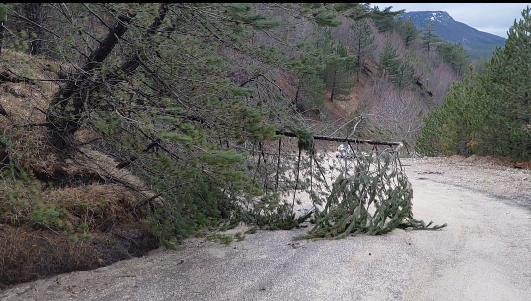 Amasya’da ormanlık alanda heyelan: Ağaçlar devrildi
