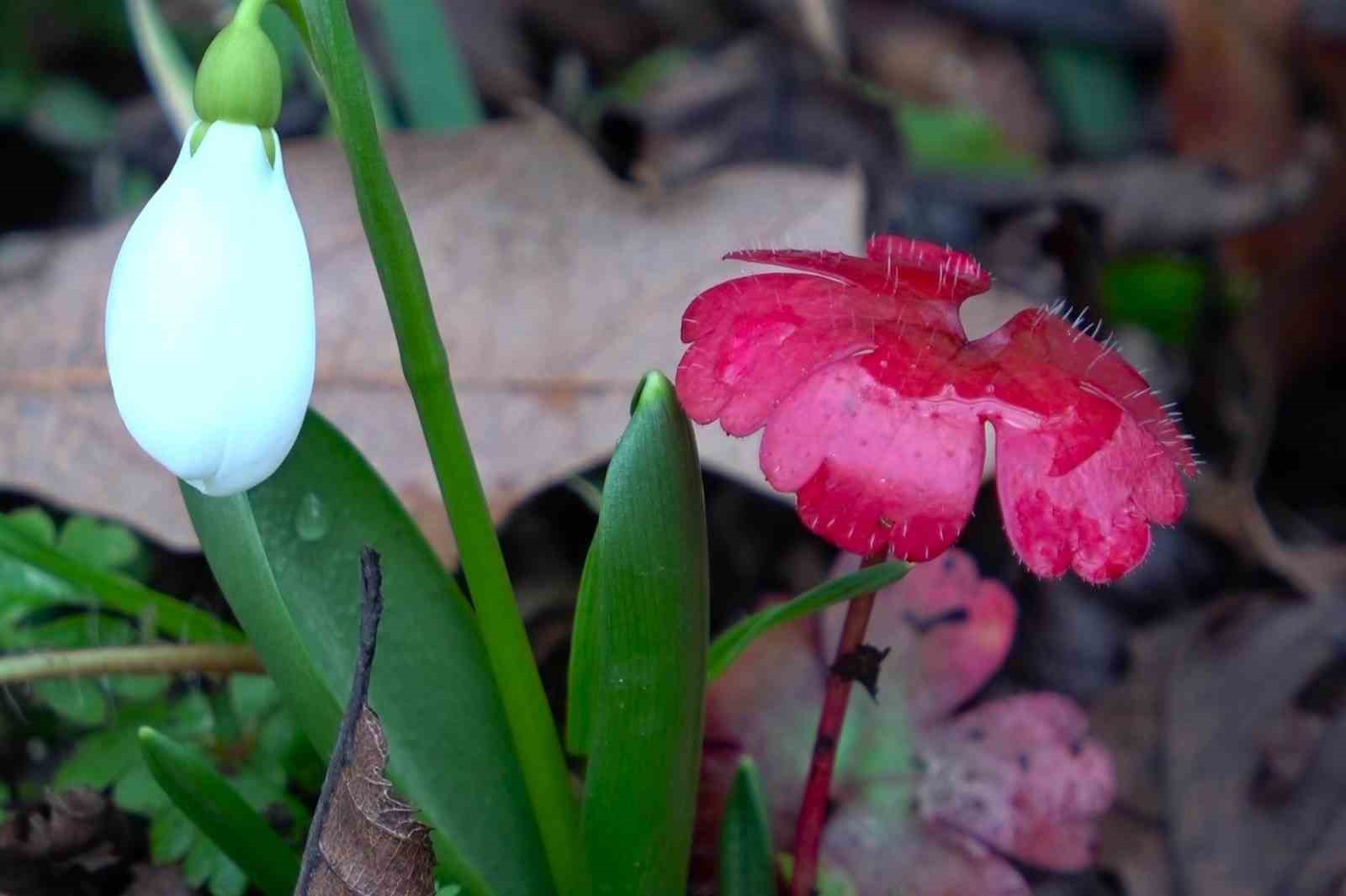 Amasya’nın dağlarında çiçekler açmaya başladı: "Anadolu’daki bitkiler milli servet"
