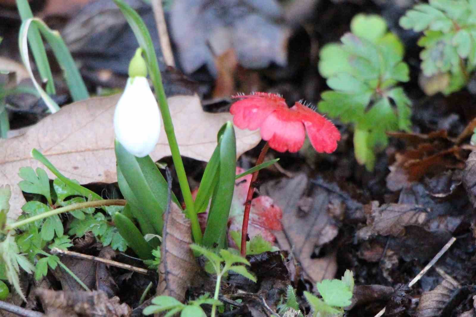 Amasya’nın dağlarında çiçekler açmaya başladı: "Anadolu’daki bitkiler milli servet"

