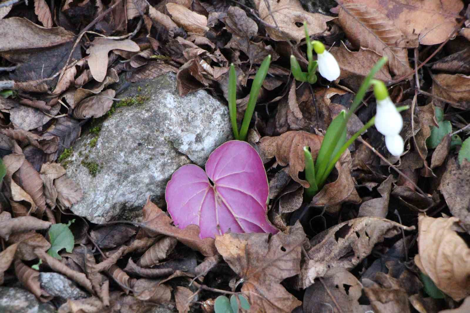 Amasya’nın dağlarında çiçekler açmaya başladı: "Anadolu’daki bitkiler milli servet"
