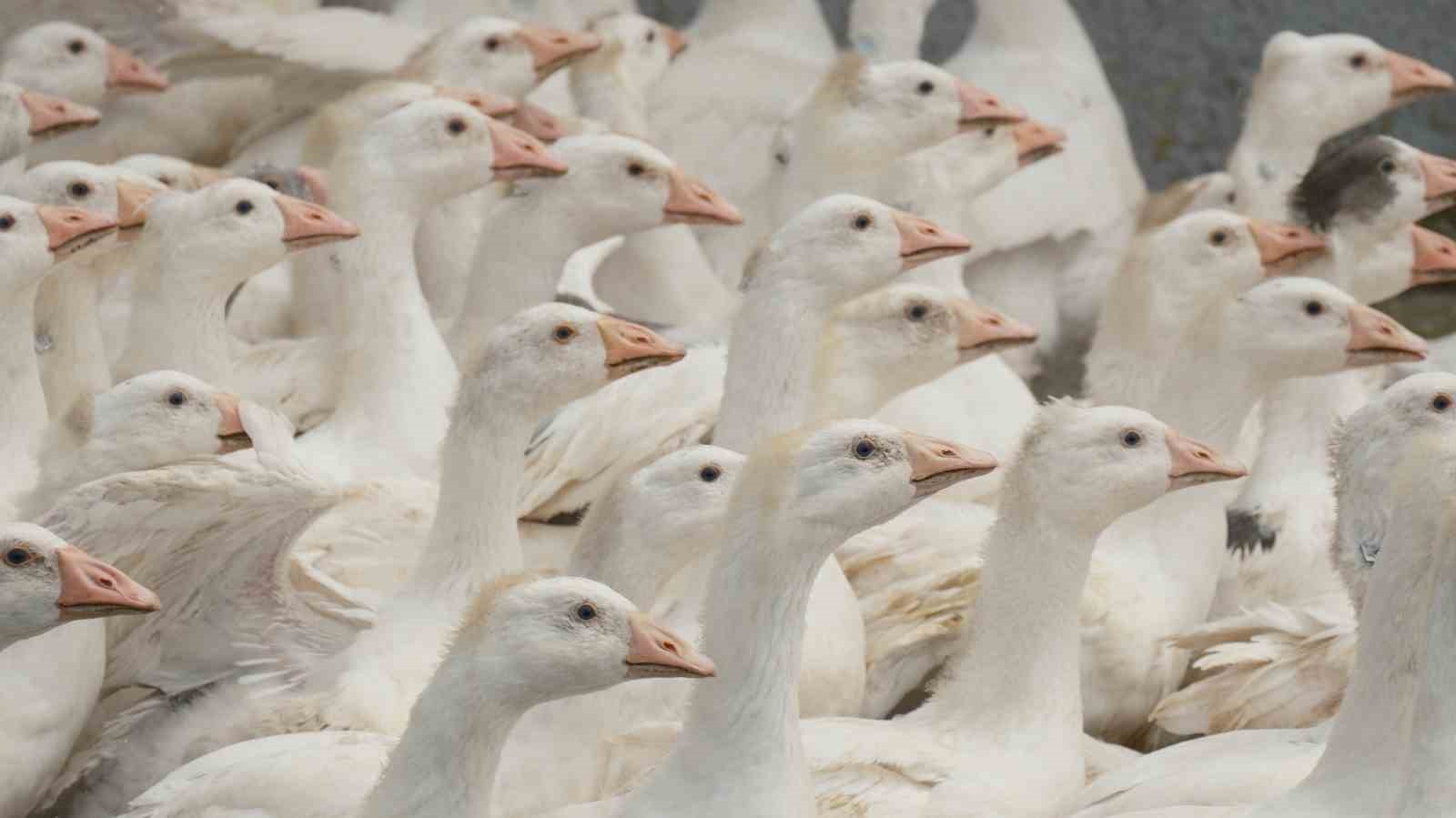 Anadolu kazına "milli kimlik": Anne hattı Yozgat, baba hattı Bandırma
