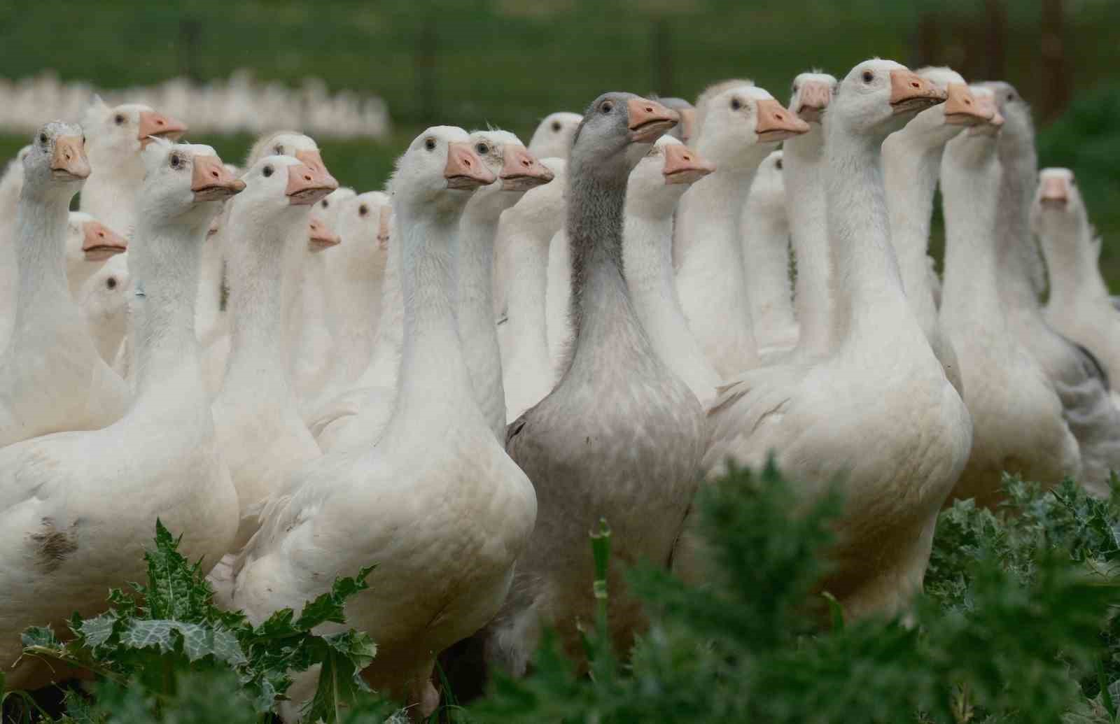 Anadolu kazına "milli kimlik": Anne hattı Yozgat, baba hattı Bandırma
